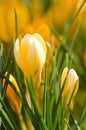 A large group of fresh yellow blooming crocusses in spring Royalty Free Stock Photo
