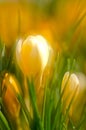 A large group of fresh yellow blooming crocusses in spring Royalty Free Stock Photo