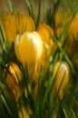 A large group of fresh yellow blooming crocusses in spring Royalty Free Stock Photo