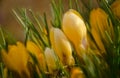 A large group of fresh yellow blooming crocusses in spring Royalty Free Stock Photo