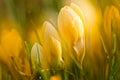 A large group of fresh yellow blooming crocusses in spring Royalty Free Stock Photo
