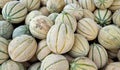 Large group of freshly picked sweet melons, or cantaloupe Royalty Free Stock Photo