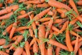Large group of freshness carrots Royalty Free Stock Photo