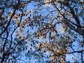 Large group of fruit bat or flying fox hanging on the tree branch Gold Coast Australia