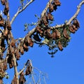 Large group of fruit bats hanging in a tree