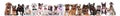 large group of gentleman dogs of different breeds wearing bowties Royalty Free Stock Photo
