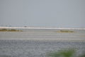 A large Group of Greater Flamingo bird standing on pulicat lake for searching of food