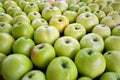 large group of green ripe apples background. texture of green colored apples Royalty Free Stock Photo