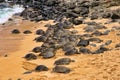 Large group of green sea turtle resting on Hookipa beach on Maui, Hawaii. Royalty Free Stock Photo