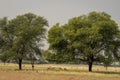 Large group or herd of wild blackbuck or antilope cervicapra or indian antelope family in natural grassland landscape of tal