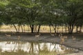 Large group or herd of wild blackbuck or antilope cervicapra or indian antelope family near waterhole to quench thirst at tal