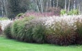 A large group of high-growing ornamental grasses Royalty Free Stock Photo