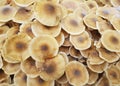 Large group of Honey wild mushrooms near the tree in the wood. Royalty Free Stock Photo