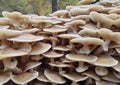 Large group of Honey wild mushrooms near the tree in the wood. Royalty Free Stock Photo