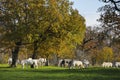 Large group of white horses in autumn fields