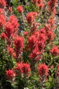 Large Group of Indian Paintbrush Flowers Royalty Free Stock Photo