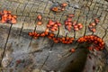 A large group of insects, the red-winged wingless, gathered on the bark of a tree