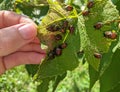 A large group of Japanese beetles popillia japonica on a grape leaf. Royalty Free Stock Photo