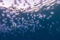 A large group of jelly fish in the Red Sea, eilat israel a.e Royalty Free Stock Photo