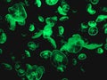 Large group of jellyfish in green color, aesthetic background or wallpaper Royalty Free Stock Photo