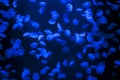 Large Group of Jellyfish Swimming