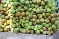 A large group of juicy tender coconuts for sale, Pile of young and fresh coconuts kept for selling