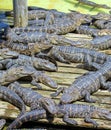 Large Group Of Juvenile Alligators Sunning Themselves