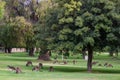 Large group of kangaroos in the afternoon eating grass under the shade of trees. Species: western grey kangaroo. Yanchep national