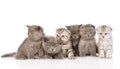 Large group kittens in front. on white background