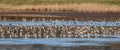 Lapwings and Bar-Tailed Godwits in water in scrape Royalty Free Stock Photo