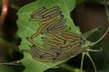 Large group of Large white butterfly caterpillars. Royalty Free Stock Photo