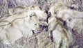 A large group of lions eating buffalo Royalty Free Stock Photo