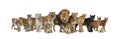 Large group of many adult wild cats and they cub together in a row Royalty Free Stock Photo