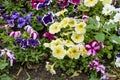 Large group of many delicate yellow Petunia axillaris flowers in a pot, with blurred background in a garden in a sunny spring day Royalty Free Stock Photo