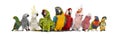 Large group of many different exotic pet birds, Parrots, parakeets, macaws in a row, isolated on white Royalty Free Stock Photo