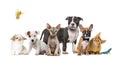 Large group of many dogs and cats standing in a row Royalty Free Stock Photo