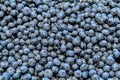 Large group of many fresh organic blueberries available for sale at Central Market Hall food market in Budapest, Hungary, natural Royalty Free Stock Photo