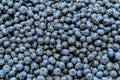 Large group of many fresh organic blueberries available for sale at Central Market Hall food market in Budapest, Hungary, natural Royalty Free Stock Photo