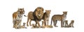 Large group of many wild cats, cub and adult together in a row Royalty Free Stock Photo