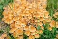 Large group of Marasmius oreades, also known as the fairy ring mushroom or fairy ring champignon in green grass Royalty Free Stock Photo