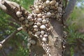 large group of mediterranean coastal snail or white Italian snail aestivated on a trunk