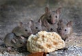 Large group of mice in garden.