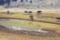 Large group of mixed breed feeder cattle at a watering pond Royalty Free Stock Photo