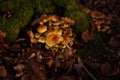 Large group of mushrooms growing together Royalty Free Stock Photo