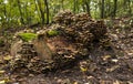 Large group of mushrooms on a tree stump in the Veluwe in autumn