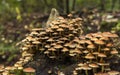 Large group of mushrooms on a tree stump in the Veluwe in autumn