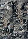 Large group of nesting gentoo penguins Royalty Free Stock Photo