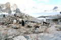 Large group of nesting gentoo penguins Royalty Free Stock Photo