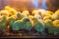 Large group of newly hatched chicks on a chicken farm