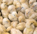 Large group of newly hatched chicks on a chicken farm